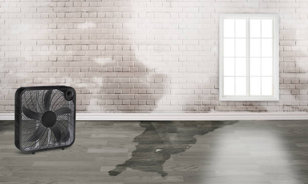 Best Local water damage restoration  in Soh Weber, UT